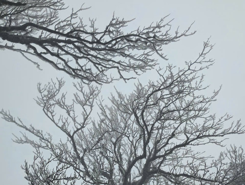 Băng giá phủ kín các cành cây. Ảnh: Tân Văn