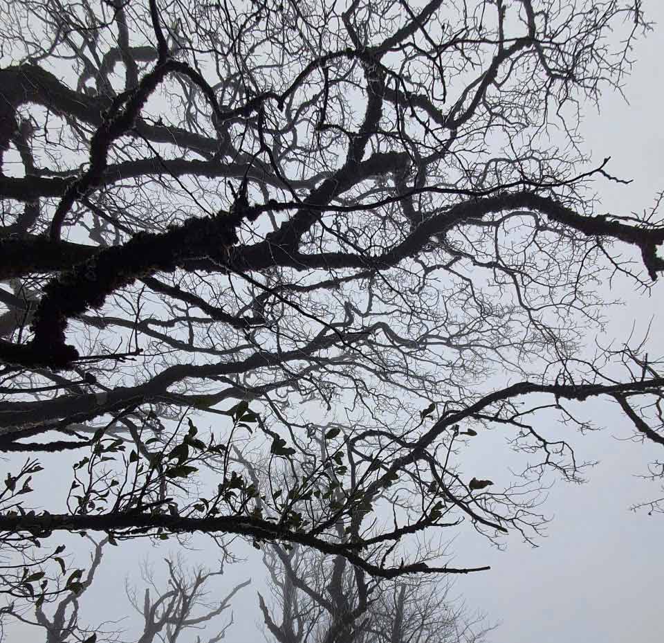 Đây là lần đầu tiên trong năm 2026 đỉnh Phia Oắc xuất hiện băng giá. Ảnh: Tân Văn