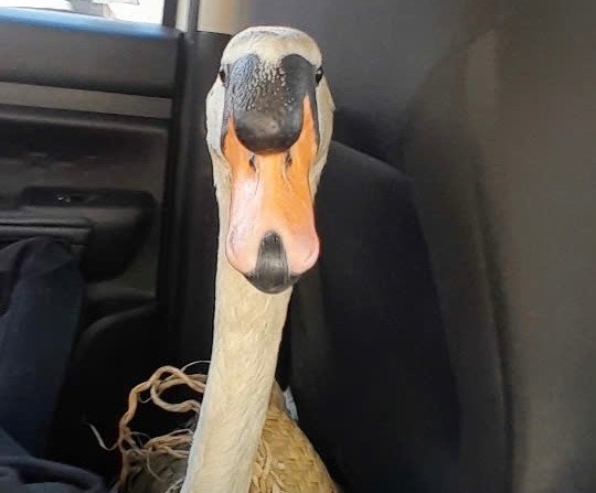 Giải cứu thiên nga trắng của Thảo Cầm Viên Sài Gòn bị trộm