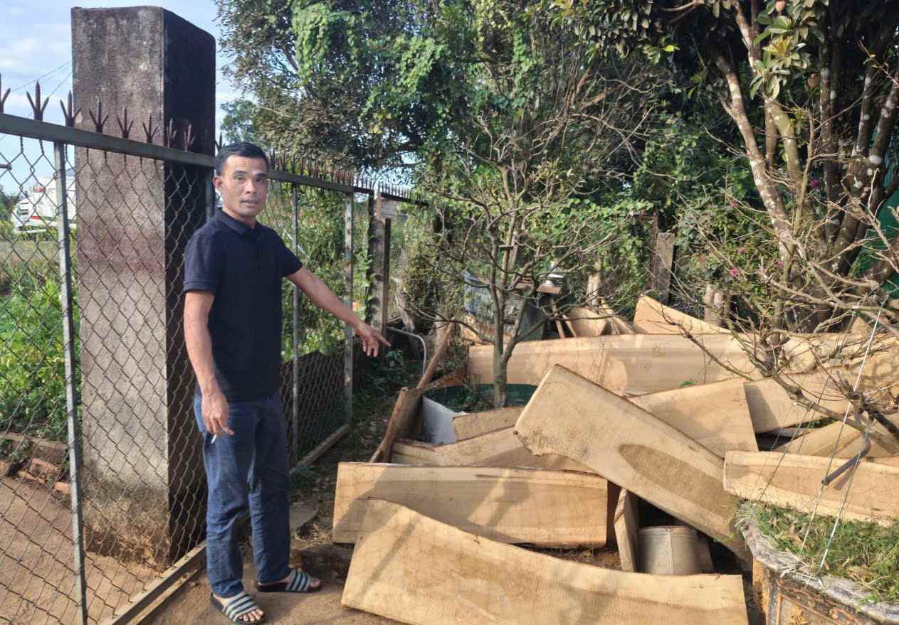 Gỗ dổi được các đối tượng vận chuyển về để tiêu thụ. Ảnh: Phúc Khánh