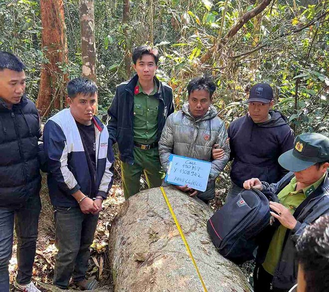 Bắt giữ nhóm lâm tặc cưa hạ 6 cây gỗ dổi khu vực thủy điện Đồng Nai