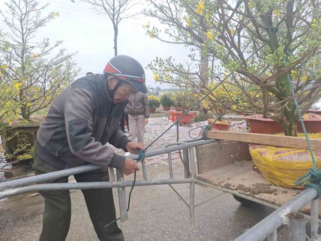 Chở thuê đào, mai dịp Tết kiếm tiền triệu mỗi ngày