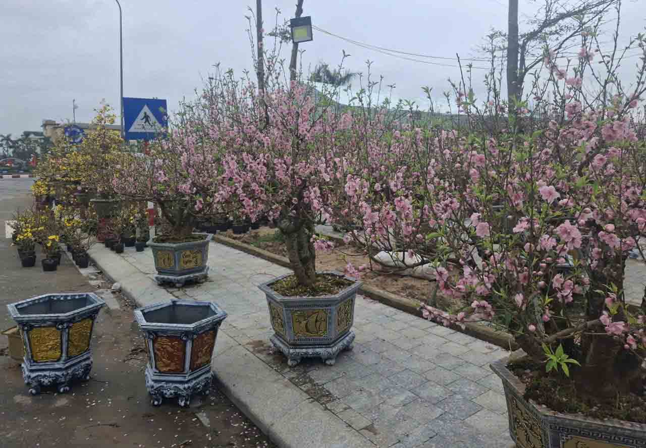 Đào nở bung khoe sắc. Ảnh: Trần Tuấn.