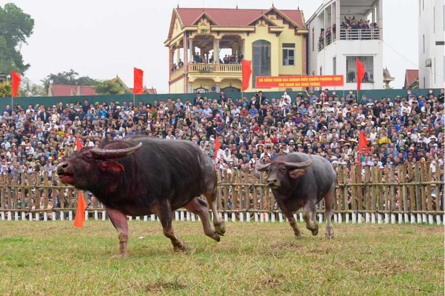 Không kháng cự nổi với cú húc hiểm hóc của đối thủ, một số “ông Cầu” phải bỏ chạy thoát thân.