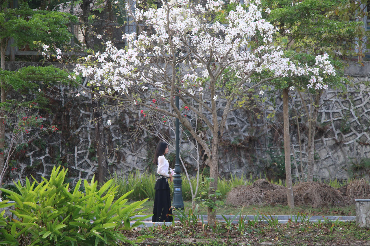 Hoa ban nhìn từ xa bạn sẽ có cảm giác như đang được chiêm ngưỡng những bông tuyết trắng phủ trên ngọn cây.