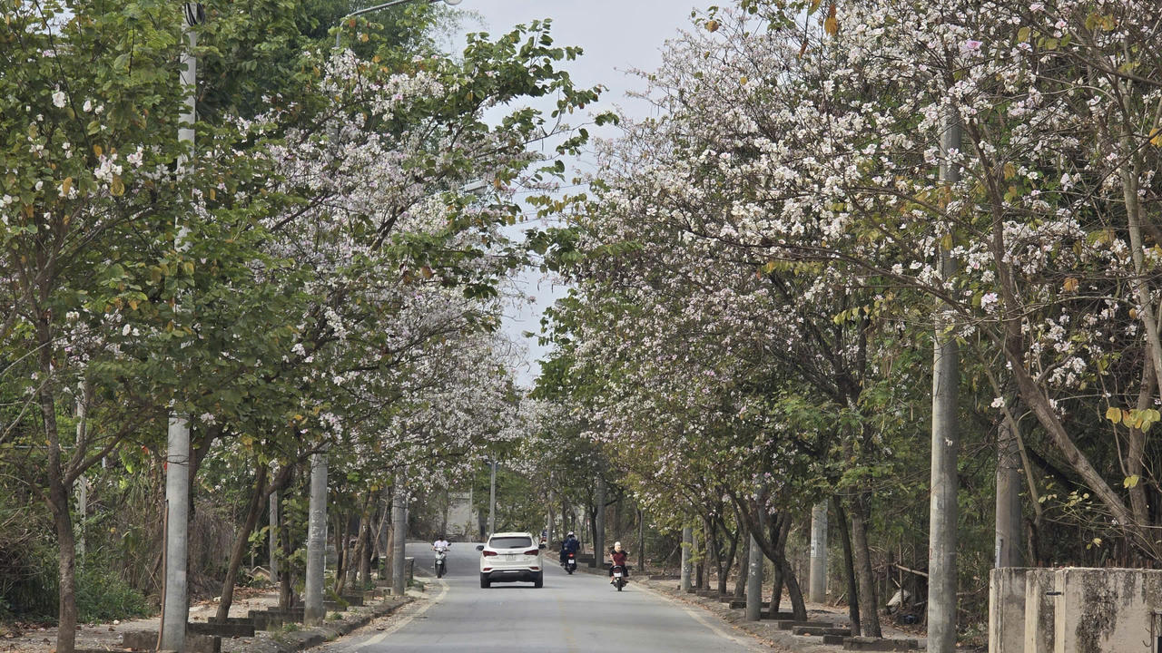 Điện Biên miền đất của những dãy núi cao sừng sững, những con đèo dài khúc khửu, thiên nhiên hùng vĩ, núi rừng hoang sơ. Nơi có những cánh rừng hoa ban nở trắng muốt bắt đầu nở vào tháng 3. Rừng hoa ban nở trắng ngập lối đi, một sắc trắng tinh khôi, đẹp đến ngây lòng, với mùi hương thơm quyến rũ như muốn níu lòng người lữ khách khi đặt chân lên vùng đất này.