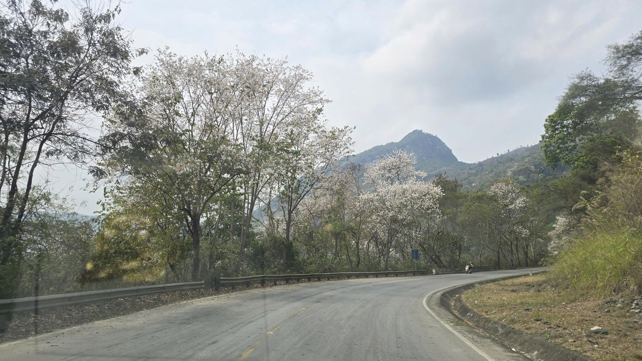 Những hàng ban nở trắng dọc các cung đường lên Điện Biên tháng 3.