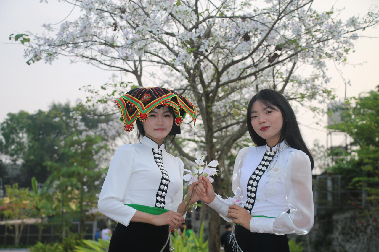 Những thiếu nữ dân tộc Thái e ấp bên gốc ban nở sắc trắng tinh khôi.