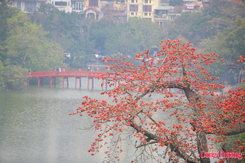 Cầu Thê Húc ẩn hiện giữa những tán gạo đang rực đỏ như lửa bên bờ Hồ Gươm.