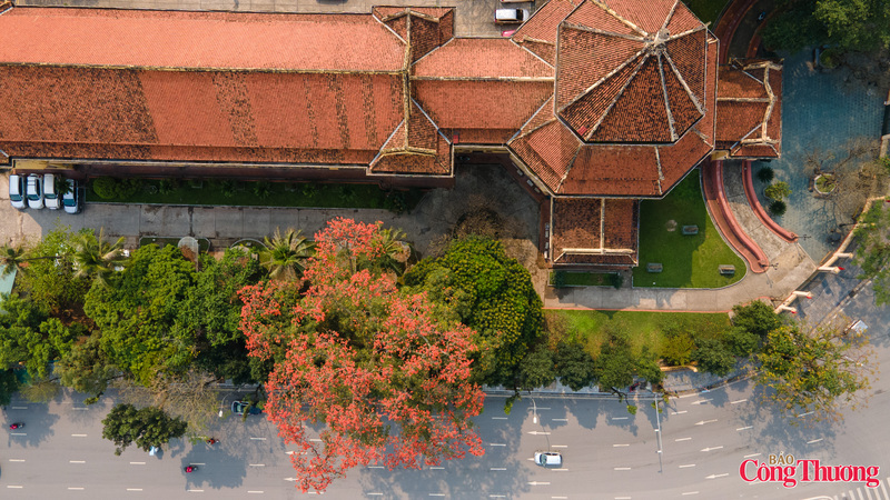 Trên tán cây rộng, hoa gạo cứ thế vươn mình khoe sắc, nhuộm đỏ cả một góc phố. Sắc đỏ cùng nét cổ kính của Bảo tàng lâu đời cứ thế hòa quyện vào nhau, tạo nên một bức tranh mang đậm màu sắc hoài cổ.