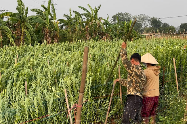 Người trồng hoa đang dựng, buộc lại vườn hoa loa kèn bị đổ rạp. Ảnh: Tạ Mai