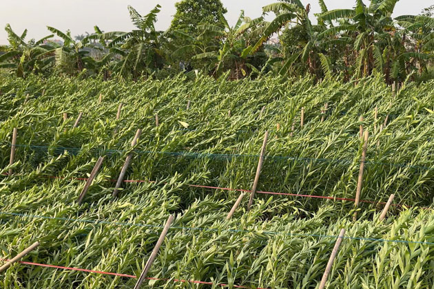 Vườn hoa loa kèn sắp vào vụ thu hoạch đổ rạp sau cơn dông. Ảnh: Tạ Mai