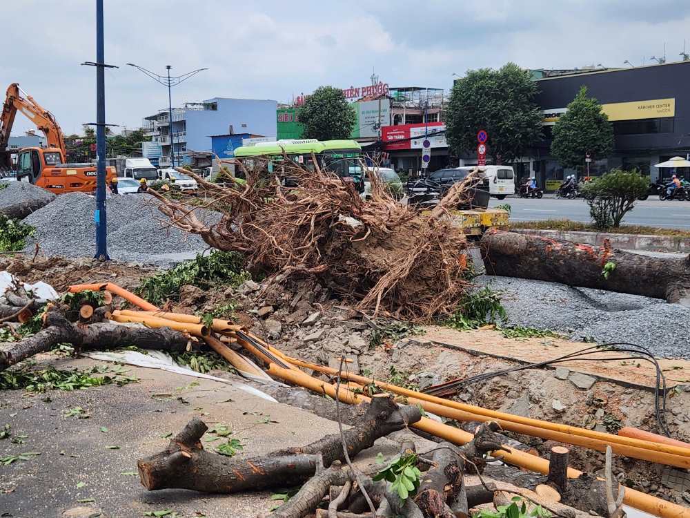 Nhiều cây có đường kính khoảng 1m, cao từ 20 - 30m đã bị đốn hạ.