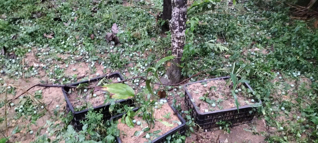 Mưa đá gây thiệt hại nặng nề cho các vườn mận 
