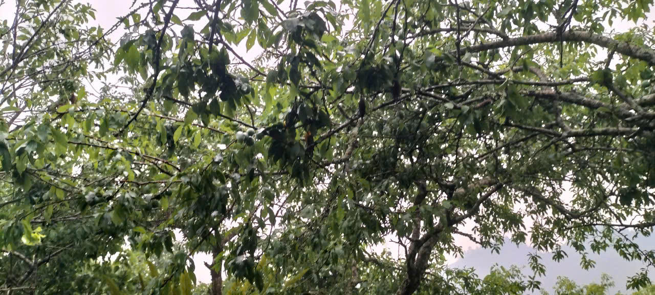 Mưa đá kèm giông lốc trong đêm gây sập nhà sàn, 4 người bị thương ở Lào Cai