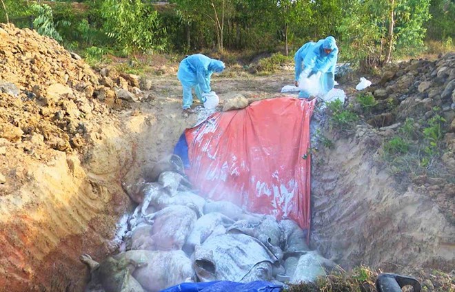 Lâm Đồng tập trung khống chế các ổ dịch tả lợn châu Phi lớn