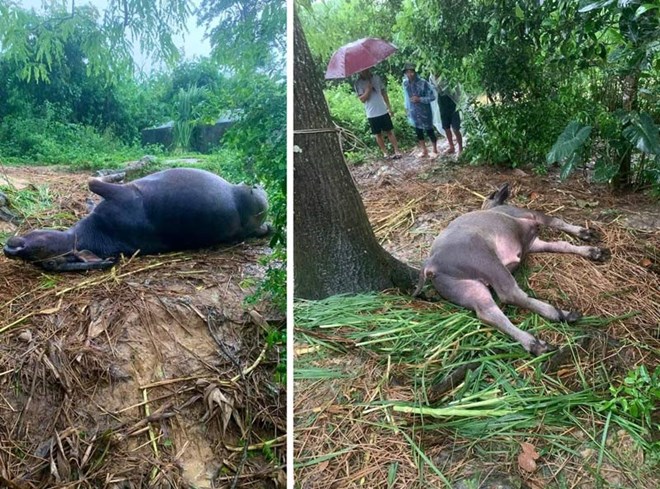 2 con trâu bị sét đánh chết tại xã Bế Văn Đàn. Ảnh: Văn Hà