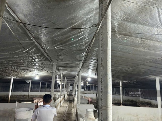 Đồng Nai phát hiện thêm 2 trại heo nghi ngờ dương tính chất cấm, tạm giữ 1.782 con