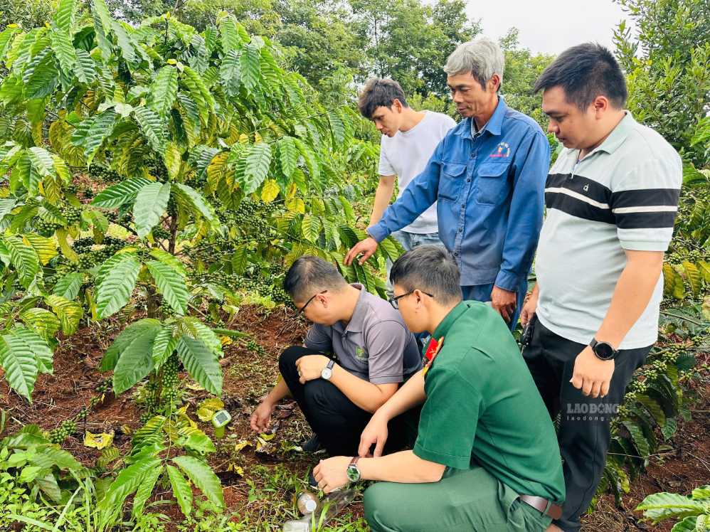 Chuyên gia kỹ thuật, Công ty Cổ phần Nông nghiệp Điền Thông hướng dẫn cán bộ, người lao động kiểm tra độ pH của đất ngay tại vườn cây, làm cơ sở xây dựng giải pháp chăm sóc phù hợp. Ảnh: Linh Khôi