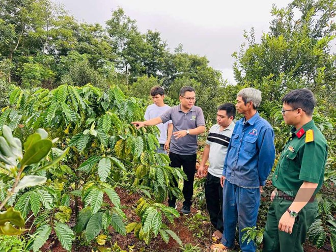 Gần 200 lao động được tập huấn kỹ thuật chăm sóc vườn cây