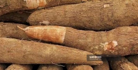 Người bệnh tiểu đường cần lưu ý đường huyết và huyết áp khi ăn củ sắn